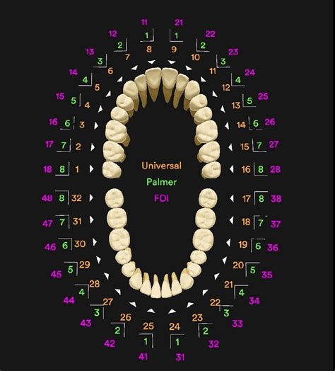 Oral Care Articles | Tooth Numbering Systems