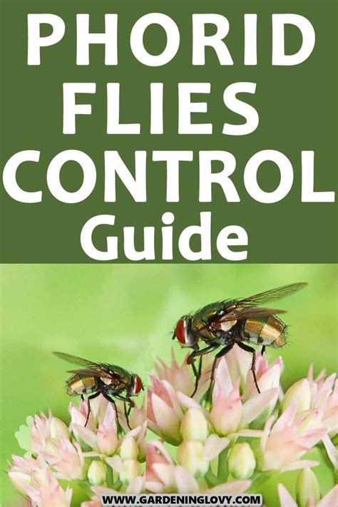 Phorid Flies Control Guide