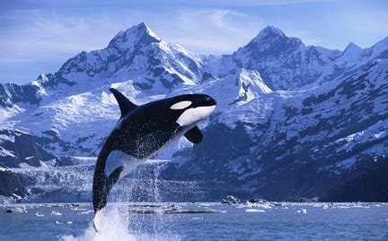 Orca ♡ - Orca - the killer whale Photo (35737429) - Fanpop