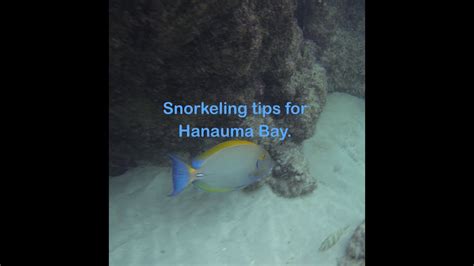 Important tips when snorkeling Hanauma Bay, Oahu. - YouTube