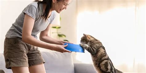 Feeding Your Pets the Healthy Way: Top Tips for Pet Owners