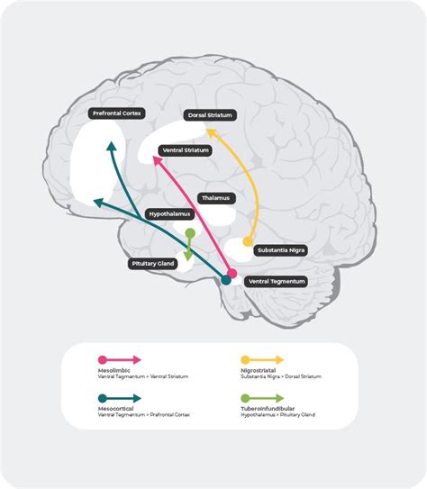 Neurochemical basis of schizophrenia