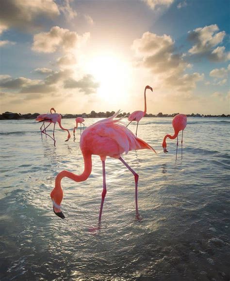 Flamingo Beach Wallpapers - Top Free Flamingo Beach Backgrounds - WallpaperAccess