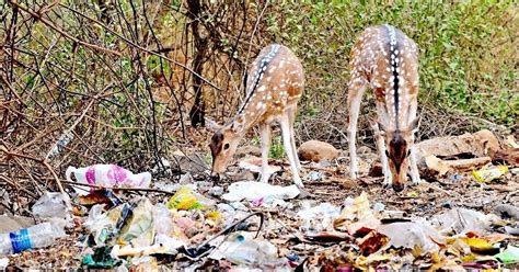 Explained: How Plastic Is Ruthlessly Killing Animals