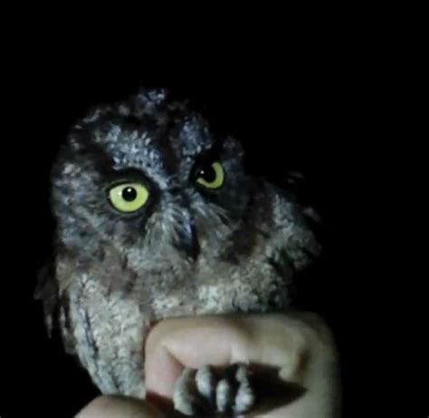 New Owl Species Documented on Príncipe Island