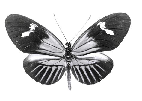 Heliconius melpomene aglaope (type specimens)