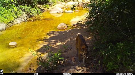 Nick's Adventures Bolivia Tours: INCREDIBLE WILDLIFE OF AMBORO NATIONAL PARK BOLIVIA