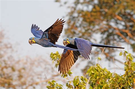 Cream Tea Birding: BRAZIL - Northern Pantanal Birds