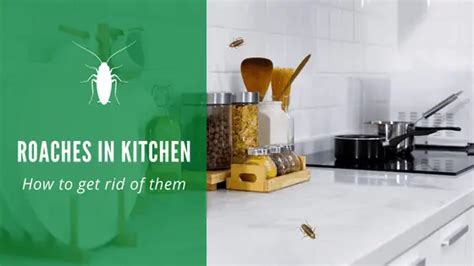 Roaches in Kitchen: How to Get Rid of and Prevent Them