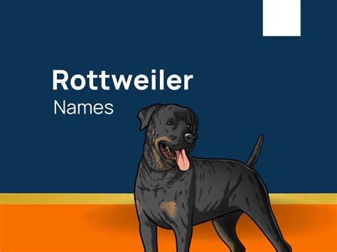 1280+ Rottweiler Names Embrace Their Snuggle-Worthy Nature! (+Generator)