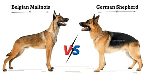 Belgian Malinois vs. German Shepherd? | Paw Talk - Pet Forums