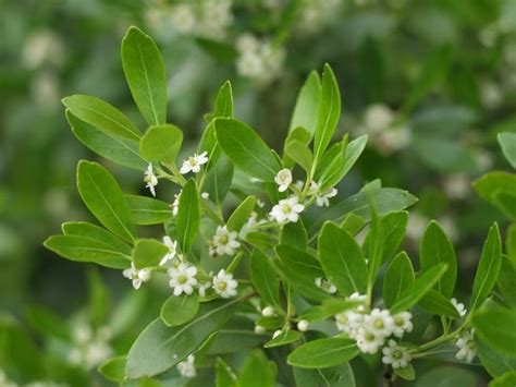 Ilex glabra 'Compacta' Compact Inkberry from Hardscrabble Farms