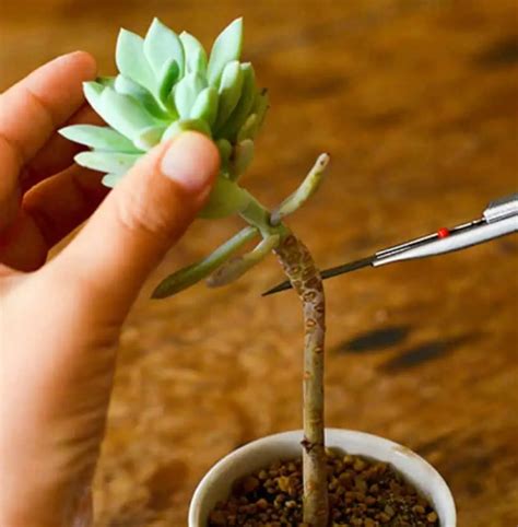 Propagating Succulents From Leaves & Stem Cuttings | UrbanOrganicYield.com