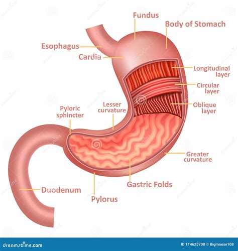 Stomach Anatomy Stock Illustrations – 10,469 Stomach Anatomy Stock Illustrations, Vectors ...