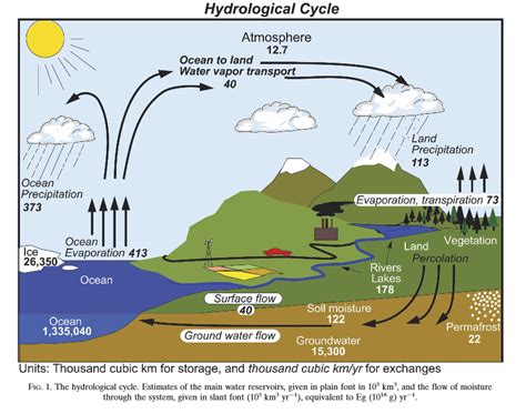 What is the percentage of the global water cycle (evaporation ...