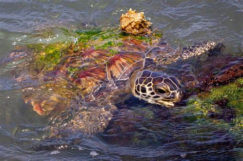 The Green Sea Turtle: Diet, Habitat, and Conservation Efforts | Earth.Org