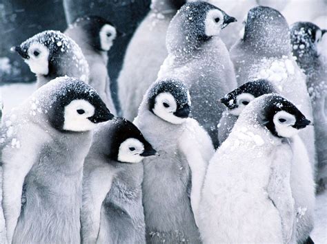 Cute Baby Penguin Wallpapers - Top Free Cute Baby Penguin Backgrounds - WallpaperAccess