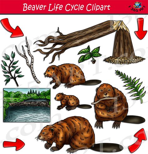 Beaver Life Cycle Clipart Set Download - Clipart 4 School in 2022 | Life cycles, Beaver, Clip art