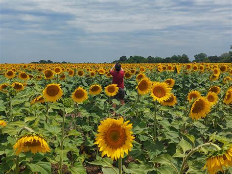 La foto del verano: por qué este año hay tantos girasoles en la ruta 2