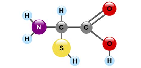 Amino Acid Model