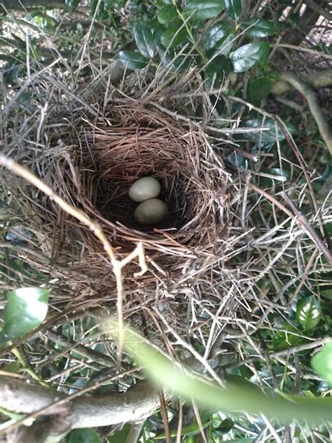 NestWatch | Brown Thrasher Nest - NestWatch