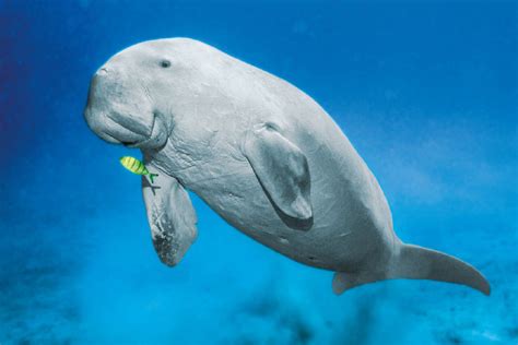 Dugong Wallpapers - Wallpaper Cave