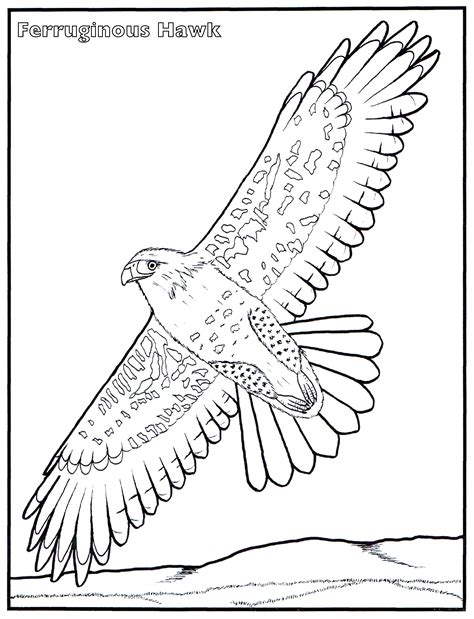 Coloring Pages Hawk at GetDrawings | Free download