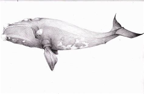 Northern Right Whale Drawing images & pictures - NearPics | Whale drawing, Whale, Drawing images