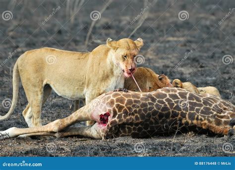 Lions Eating a Prey, Serengeti National Park, Tanzania Stock Photo - Image of tarangire, african ...