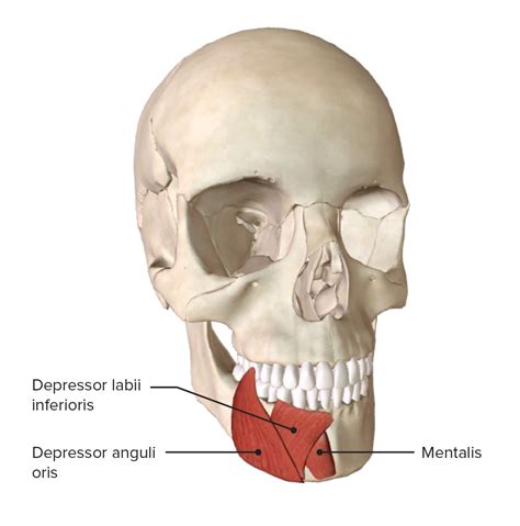 Facial Muscles: Anatomy | Concise Medical Knowledge