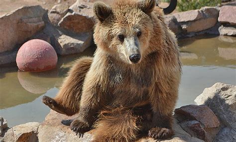 Keepers of the Wild Nature Park - From $24 - Valentine, AZ | Groupon