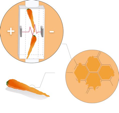 PEF (Pulsed Electric Field) for food processing - OptiCept Technologies