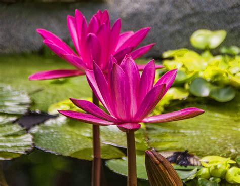 Pink Lily Flowers Free Stock Photo - Public Domain Pictures