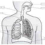 Human respiratory system diagram | Healthiack