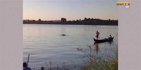 Ayeyarwady dolphins: Dolphin conservation works along Ayeyarwady River | Myanmar International TV