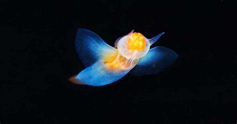 Sea Angel or Devil? Unveiling the Dangerous Side of this Creature - Odd Facts