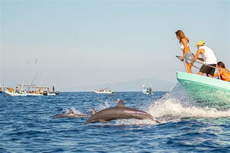 Puerto Escondido Dolphin Watching Cruise with Snorkeling 2024 - Viator