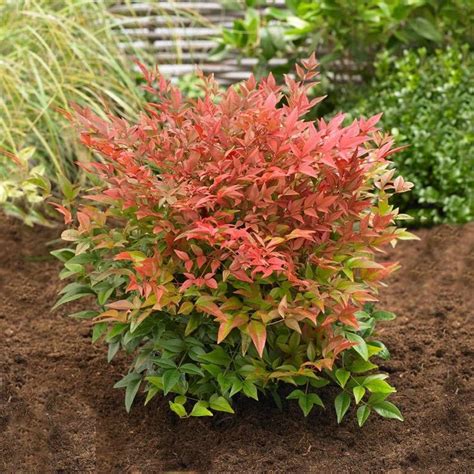 Obsession™ Nandina Shrub | Shrubs for landscaping, Colorful shrubs ...