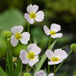 Marsh plants, plants for a pond full of atmosphere | Velda