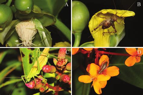 Examples of flower-visiting orthopterans on native plant species: A.... | Download Scientific ...