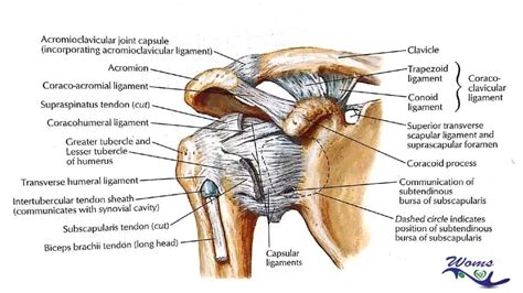 Ball and socket joint or spheroidal joint in human body - WOMS