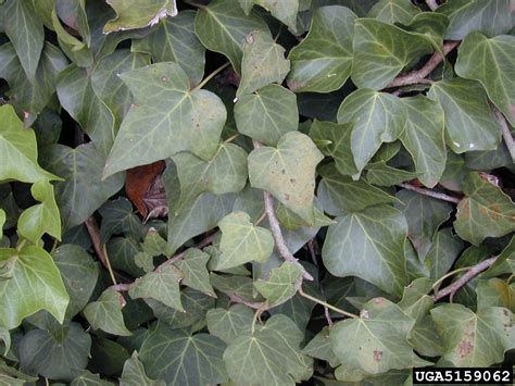 English ivy, Hedera helix (Apiales: Araliaceae) - 5159062