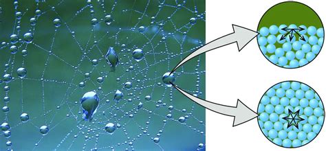 ¿Qué es la cohesión de las moléculas de agua? - Haras Dadinco