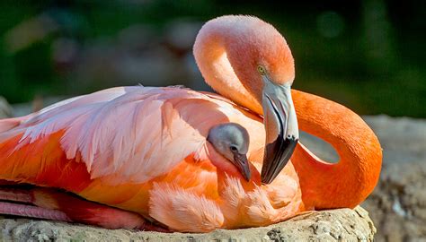 American flamingo | San Diego Zoo Wildlife Explorers