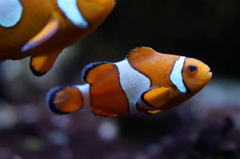 √ 23 Jenis Ikan Badut (Clownfish) dan Harganya - Binatang Peliharaan