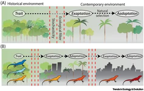 Urban evolutionary ecology brings exaptation back into focus: Trends in ...