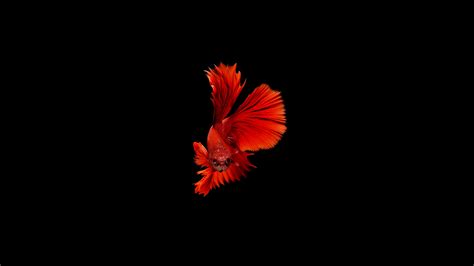 Underwater Alone Fish 4k Wallpapers Hd Wallpapers Id 19402