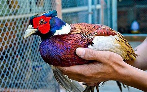 Things to Know in Pheasant Breeding Techniques - Agri Search