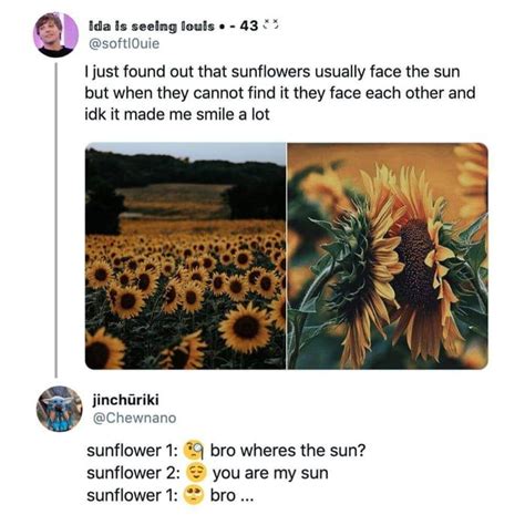 Sunflower 1: you are my Sun Sunflower 2: Dad! Stupid Funny Memes, Funny Relatable Memes, Funny ...