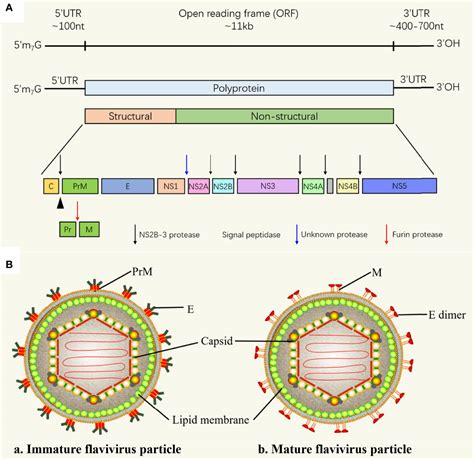 Frontiers | Flaviviruses: Innate Immunity, Inflammasome Activation ...